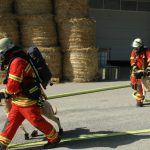 Einsatzkräfte führen Schafe über den Hof